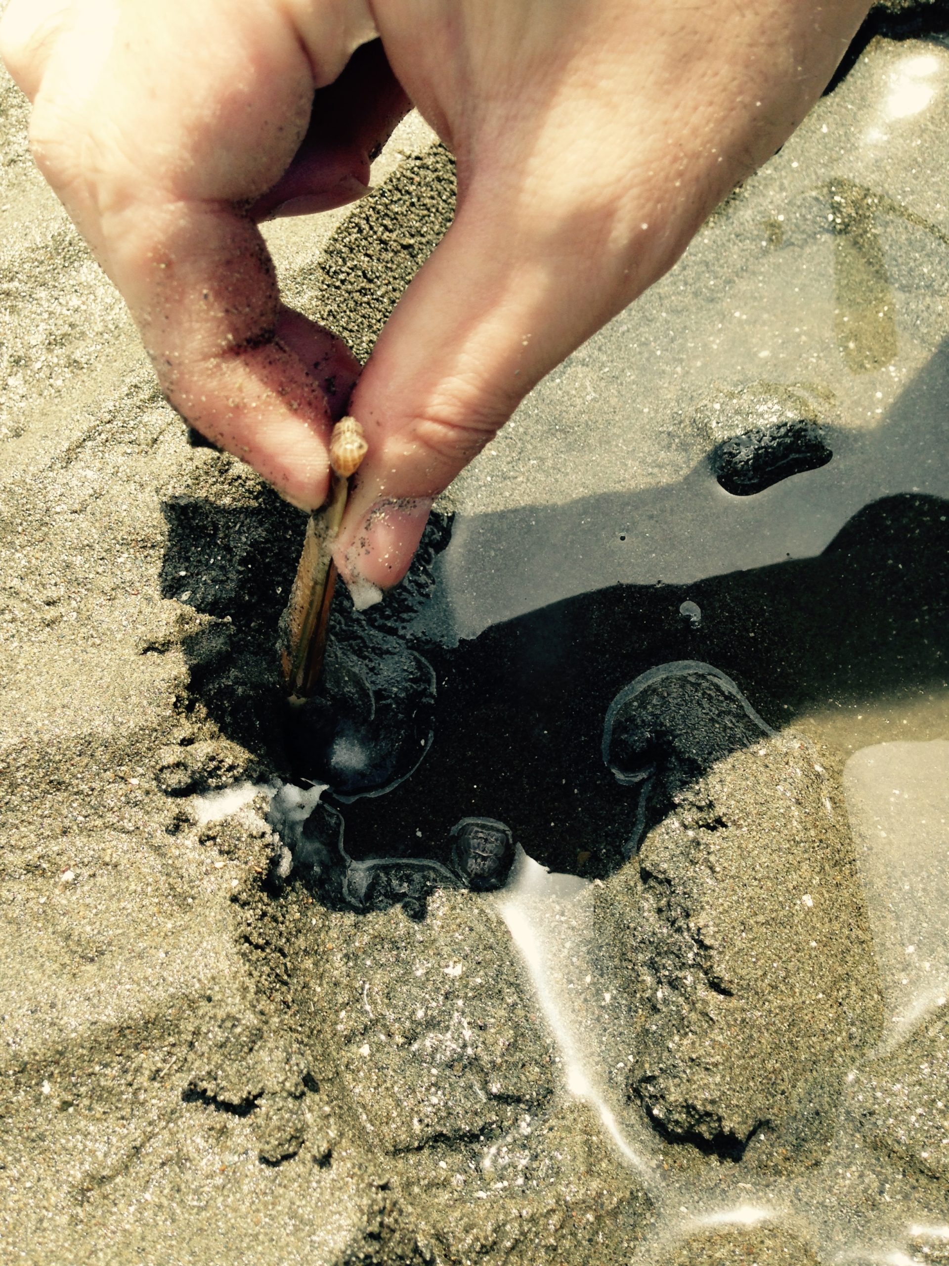 マテ貝との攻防 鹿児島の商用無料の写真素材 カライモフォト